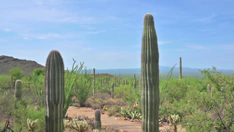 panorama of desert garden with saguaro cactus plants growing