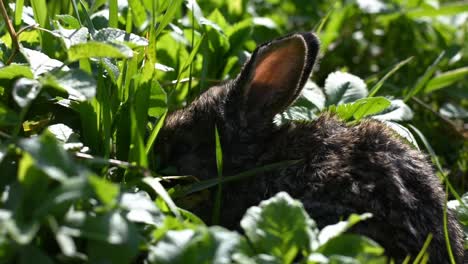 a cute little bunny eating grass and leaves on a sunny day