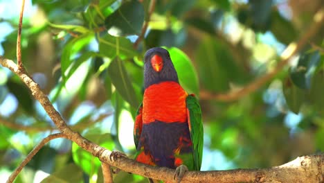 rainbow lorikeets, trichoglossus moluccanus spotted in the wild, flying around and perching on the tree branch against beautiful green foliages on a sunny day in spring season, queensland, australia