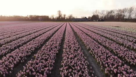 Droneshot-Bajo-Que-Va-Sobre-Un-Campo-De-Flores-En-Los-Países-Bajos