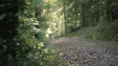 Vista-Procedente-De-Detrás-De-Un-árbol-De-Un-Camino-De-Hojas-Retroiluminadas-Por-La-Luz-Del-Sol-En-Un-Bosque