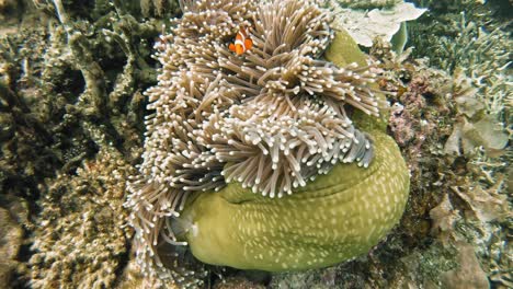 una toma submarina de mano de un pez payaso moviéndose con el animado arrecife de coral, en filipinas