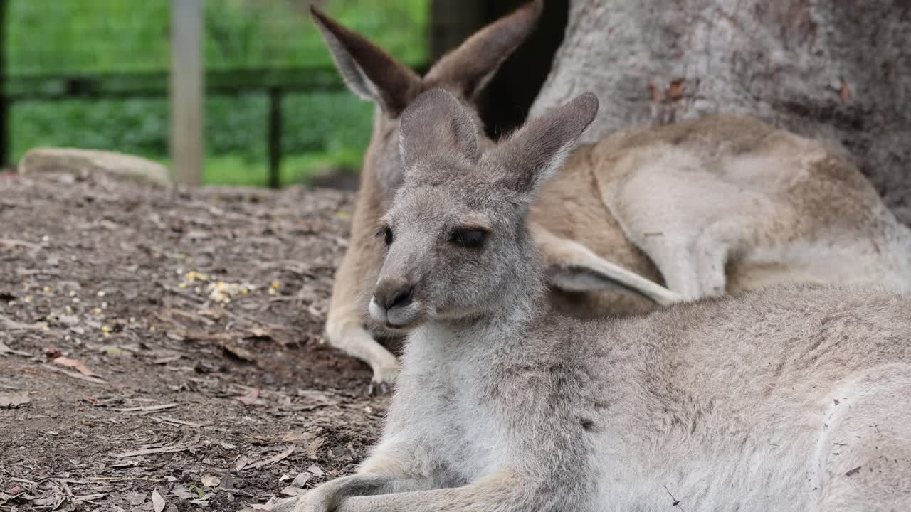 Kangaroo relaxes and observes surroundings calmly