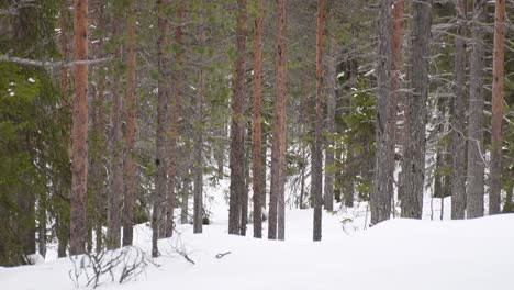 Verschneiten-Winterkiefernwald-Kippen