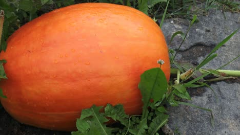 huge pumpkin in garden. pumpkins in a farm field.