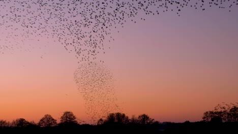 una enorme bandada de pájaros estornudos realizando una danza de murmuración de formas increíbles en el cielo durante la puesta de sol en somerset, país occidental de inglaterra, reino unido.