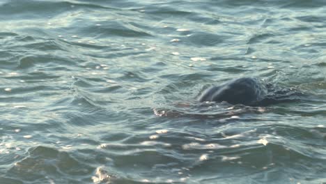 Sea-otter-in-4K