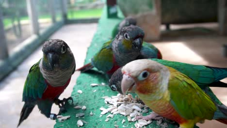 Pandemónium-De-Periquitos-De-Vientre-Carmesí-Y-Cotorras-Comiendo-Semillas-En-Cautiverio