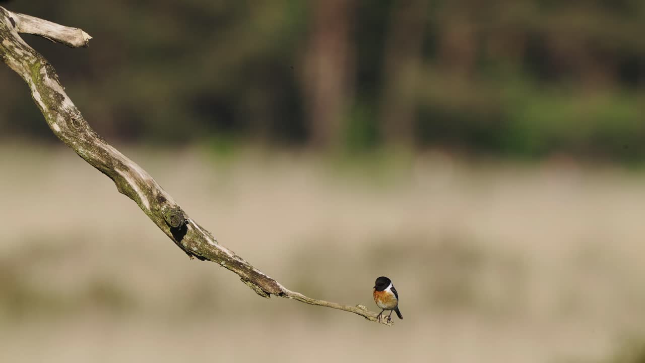 bokeh 배경에 대해 지점에서 점프 유럽 stonechat