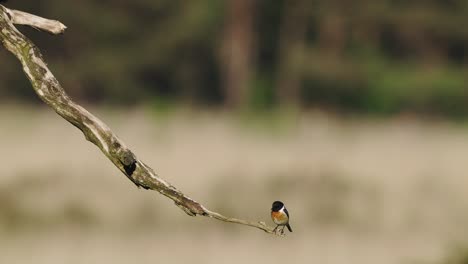 european stonechat jumping off branch against bokeh background