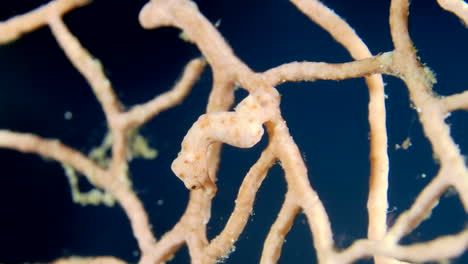 a little pygmy seahorse hiding on the branch of gorgonian coral