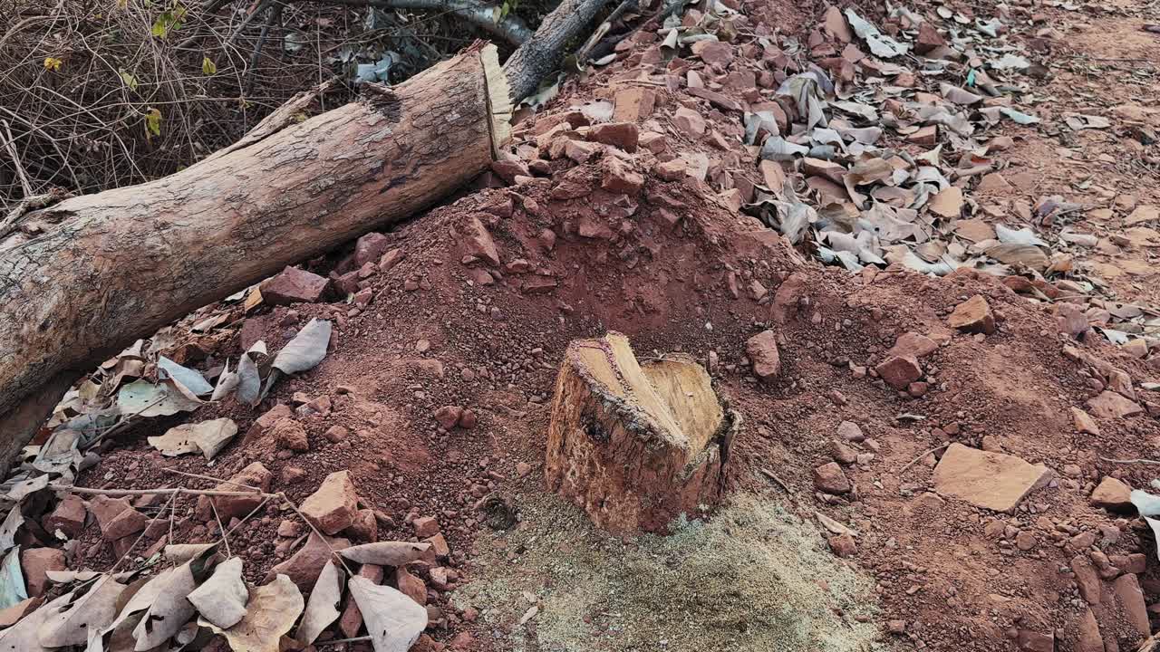 Close-up van een vers gekapte boomstronk langs een landelijke weg, met omgevallen stam, losse aarde en verspreid puin dat landontginning toont voor wegenbouw en infrastructuuruitbreiding.