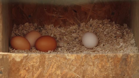 poultry in cages looking at the camera