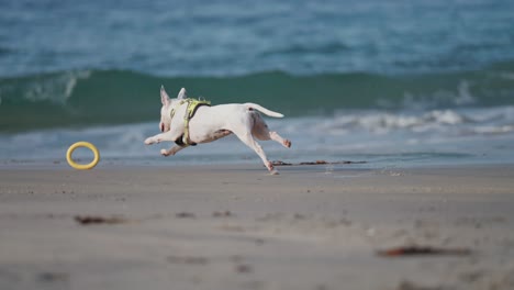 un bullterrier inglés en miniatura blanco corre por la playa de arena persiguiendo el juguete