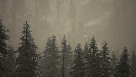 Carpatian-mountains-fog-and-mist-at-the-pine-forest