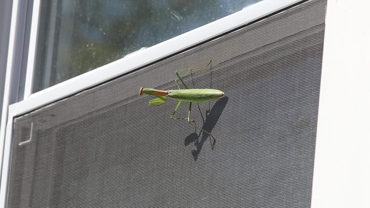 Praying mantis clings to a window screen on the side of a house on a sunny day