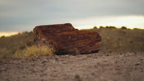 tierra árida con troncos de madera en el parque nacional del bosque petrificado en arizona, foco de rack