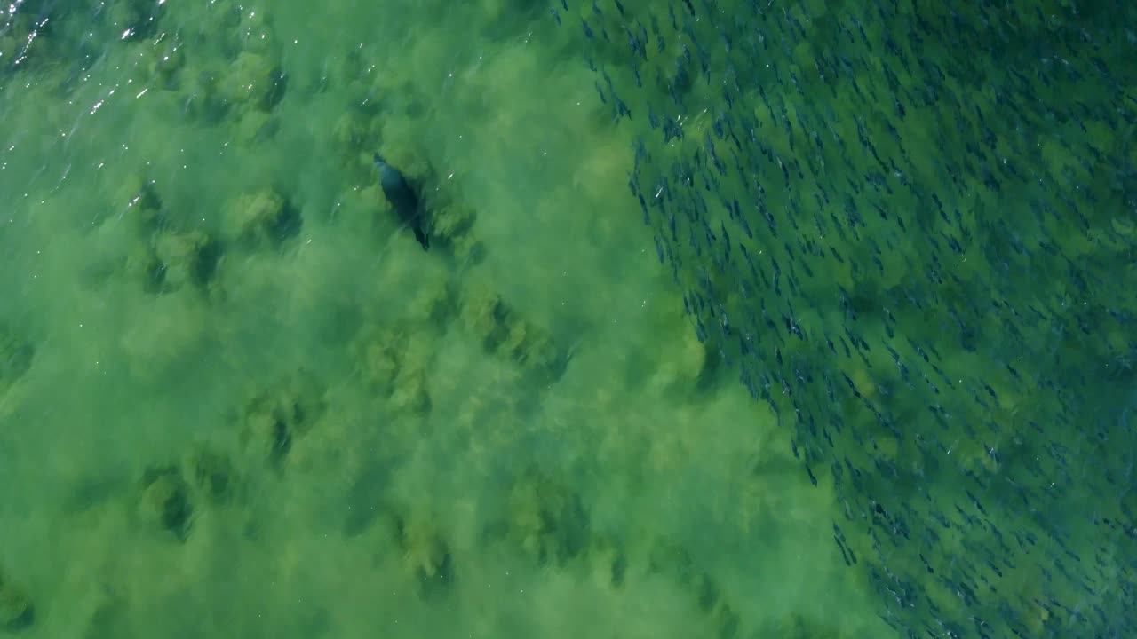 toma aérea de un dron de un mamífero marino de piel marrón nadando a través de las olas y junto a la escuela de peces de salmón banco de arena de la playa de avoca costa central nsw australia 4k