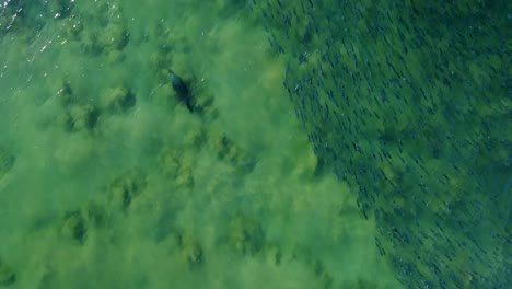 drone aerial shot of brown fur sea lion seal mammal swimming through waves and next to salmon fish school avoca beach sandbar central coast nsw australia 4k