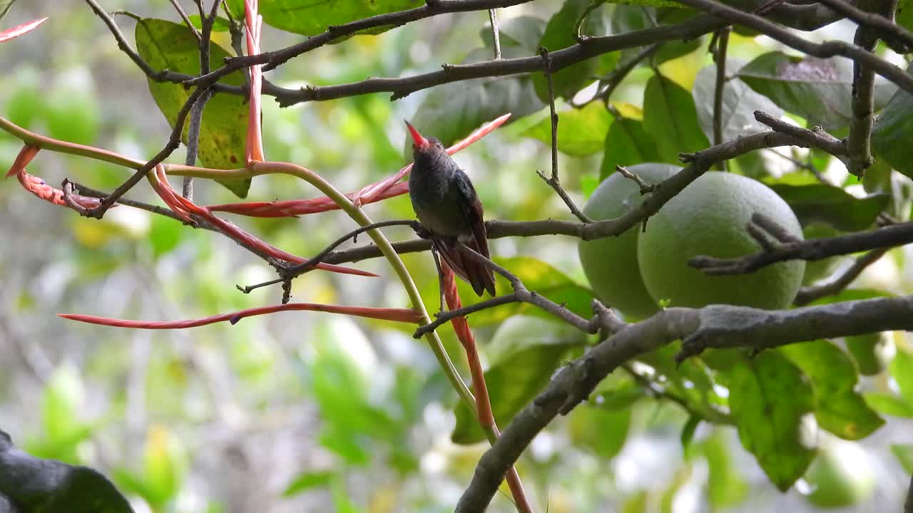 pequeño pájaro gris y marrón con pico naranja posado en un árbol tropical