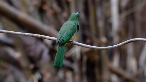 El-Abejaruco-De-Barba-Azul-Se-Encuentra-En-La-Península-De-Malaya,-Incluida-Tailandia,-En-Claros-De-Bosques-Particulares