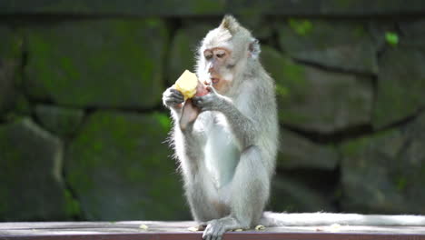 young monkey eating fruit on rock in hot climate