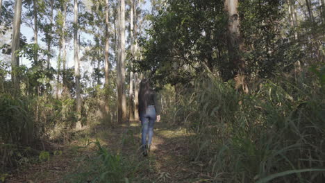 rear view: woman tourist walking in the fall forest on a sunny autumn day