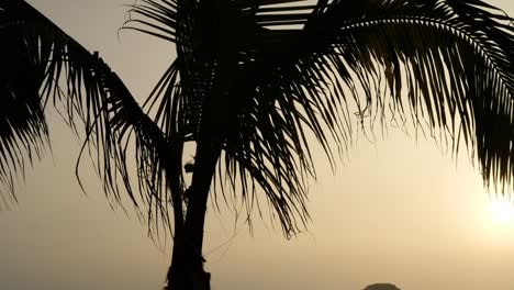 silueta de palmera al atardecer, contraste naranja