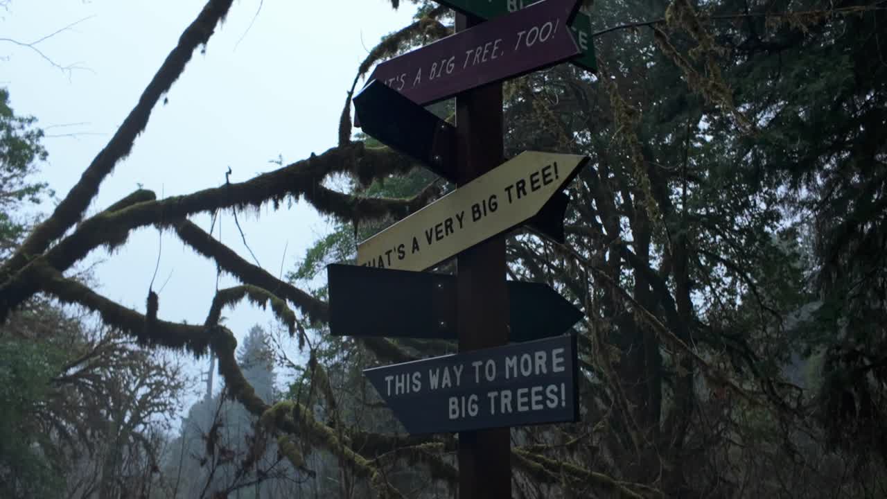 Gimbal close tilting up shot of comedic signage at Big Tree in Redwoods National Park, California. 4K