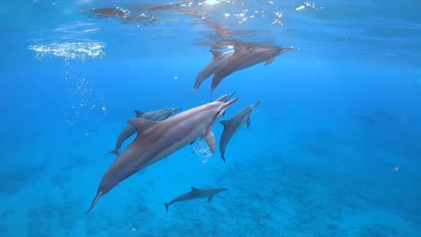 Spinner-dolphin-swimming-with-plastic-bag-stuck-on-fin,-slow-motion