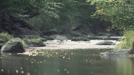 bugs fly as light glistens on slow moving creek water with rocks and trees