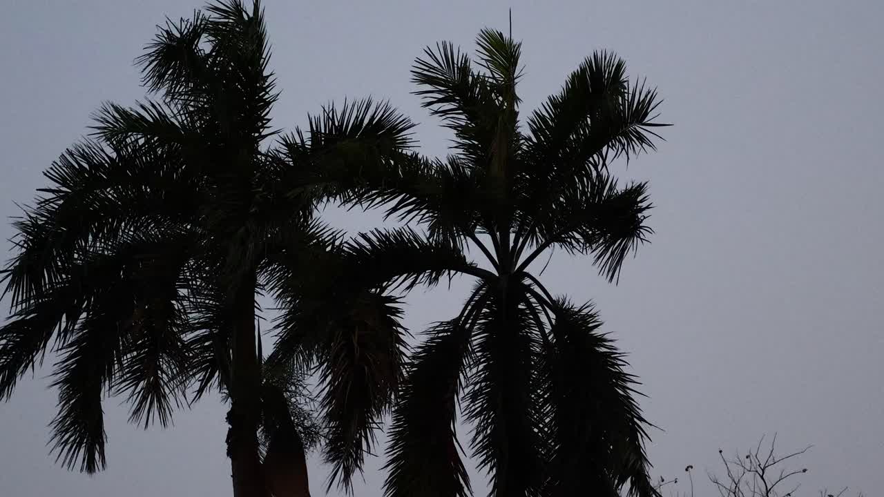 palmeras con siluetas contra un cielo oscuro de la noche