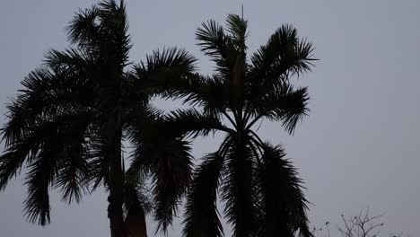 palm trees silhouetted against a dusky evening sky