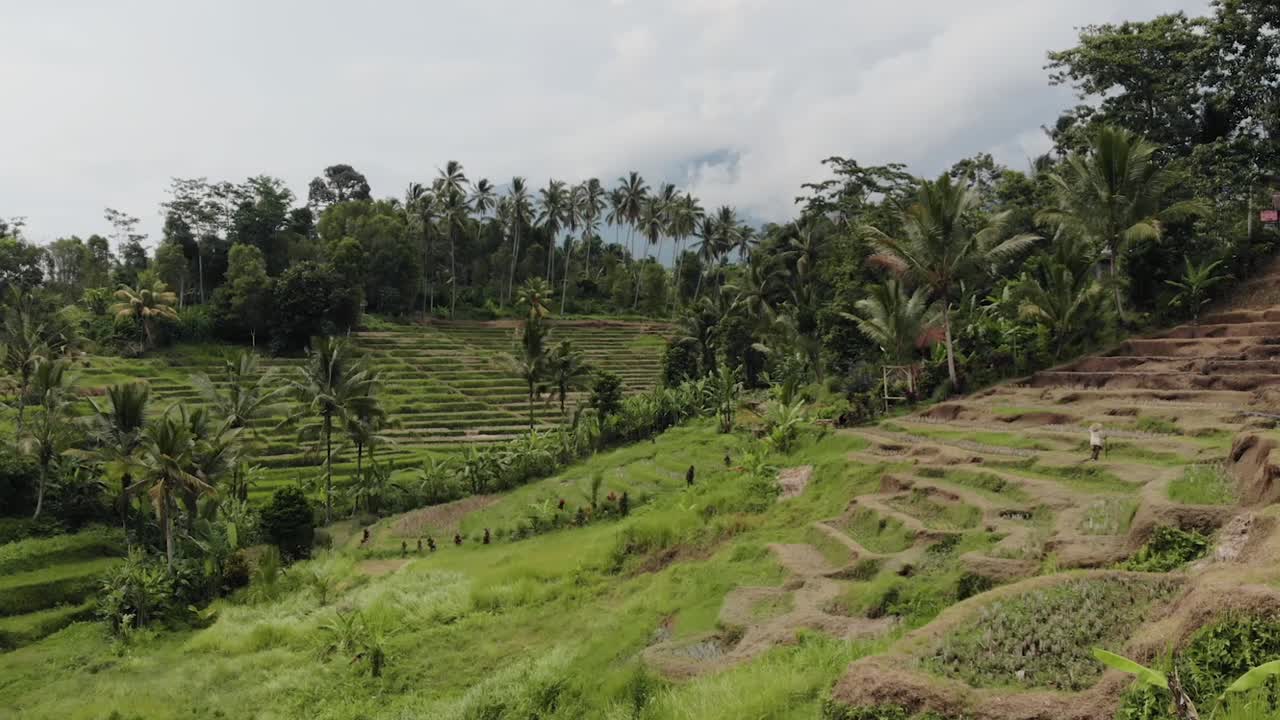 bali - drone de campo de arroz