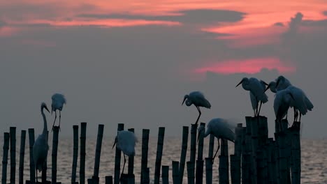 The-Great-Egret,-also-known-as-the-Common-Egret-or-the-Large-Egret