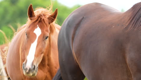 Close-up-of-a-chestnut-horse-with-a-white-blaze,-facing-forward-in-a-lush-pasture,-with-another-horse-in-the-background