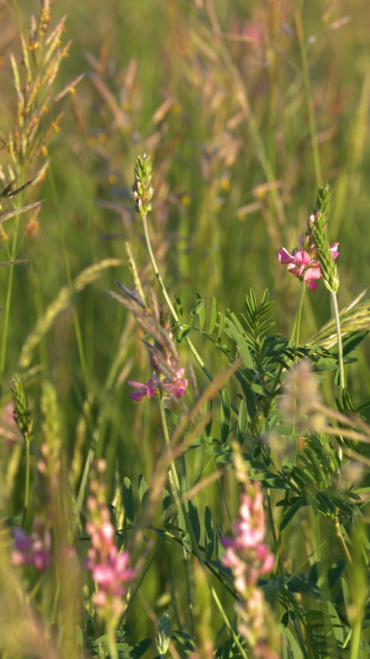 Primo piano di fiori rosa di lupinella ed erba verde che ondeggiano dolcemente nella luce dorata del sole.