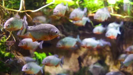 Piranha---Colossoma-macropomum