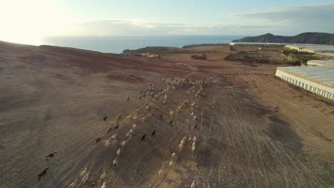 Seguimiento-Aéreo-Sobre-Un-Rebaño-De-Ovejas-Y-Cabras-Que-Corren-Por-Un-Paisaje-Desértico-Y-Durante-La-Puesta-De-Sol.