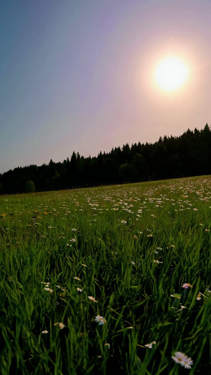 Low-angle shot of a sunlit meadow with wildflowers and a forest backdrop, ideal for a serene nature