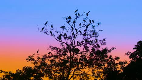 aves migratorias posadas en árboles contra el crepúsculo colorido - toma amplia
