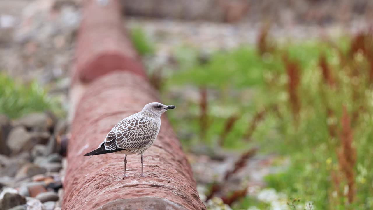 la gaviota de pie en una pipa en dysart, fife