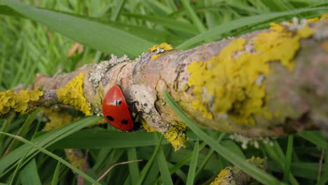 une coccinelle rampant sur un bâton