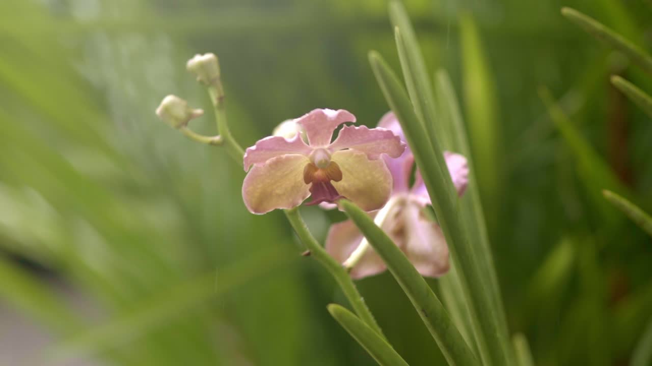 Orchidea phalaenopsis viola, rosa, bianca e gialla tra palme, con pioggia leggera che cade sullo sfondo, primo piano.