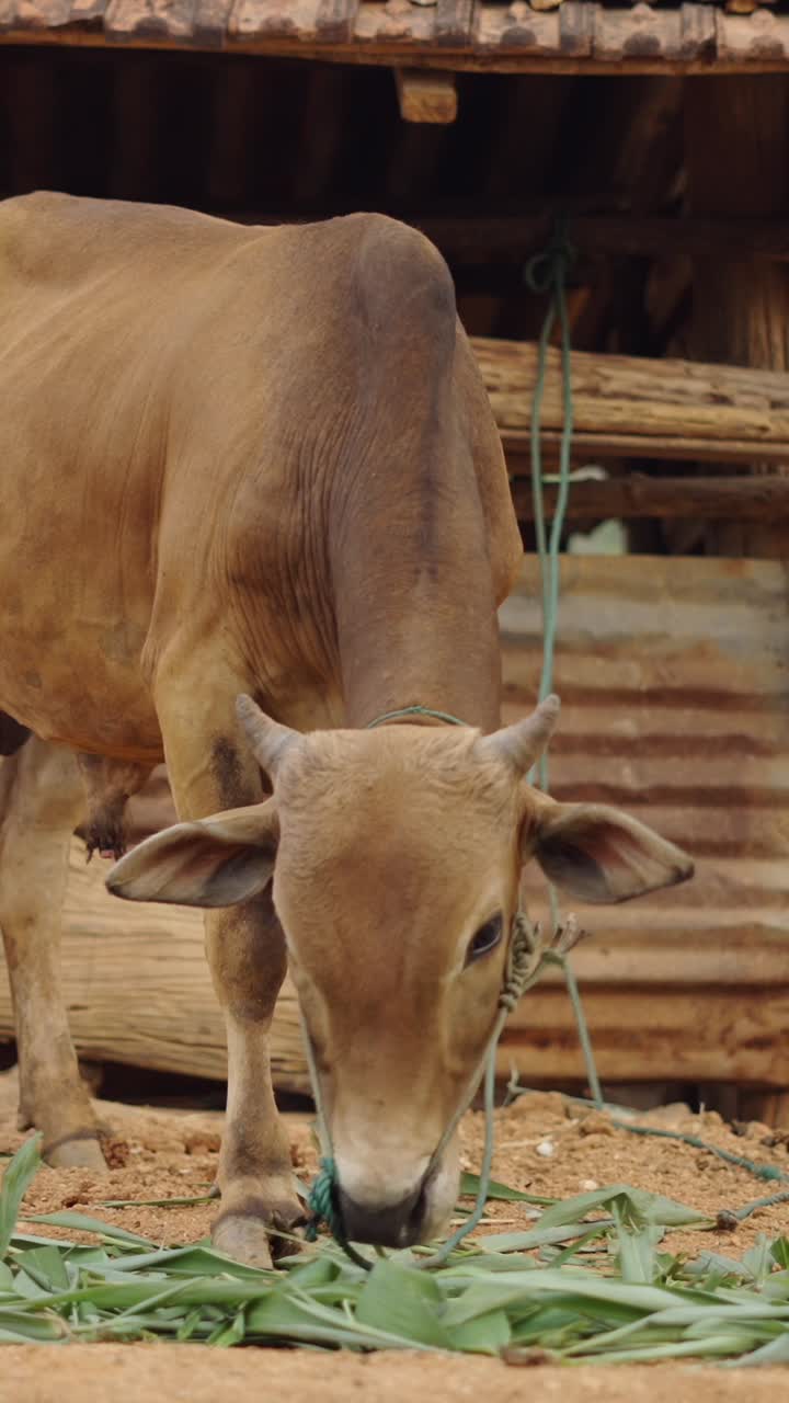Mucca che mangia erba