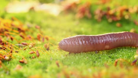 an earthworm is a terrestrial invertebrate that belongs to the class clitellata, order oligochaeta, phylum annelida. they exhibit a tube-within-a-tube body plan.