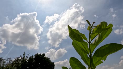 lapso de tiempo del movimiento de las nubes blancas en el cielo azul, hojas verdes en primer plano
