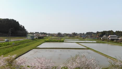 Hermoso-Paisaje-De-Campo-Japonés-Con-árboles-De-Sakura-Rosa