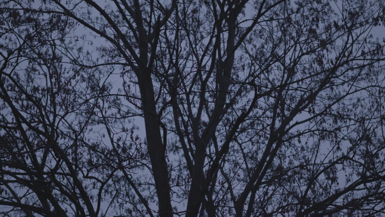 Static leafless tree in dark evening light, silhouette in nature