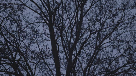 static leafless tree in dark evening light, silhouette in nature